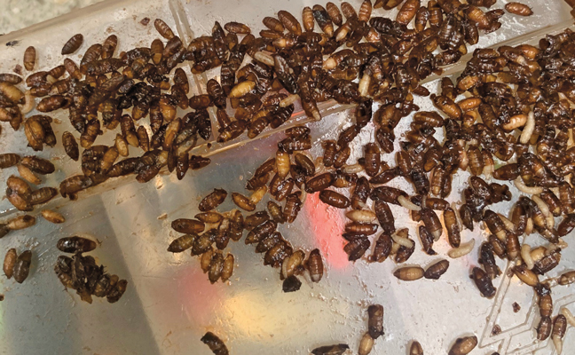 Here’s what happens when you leave catfish bait in a tackle box for several months. PHOTO: JUDY BLACK, BCE