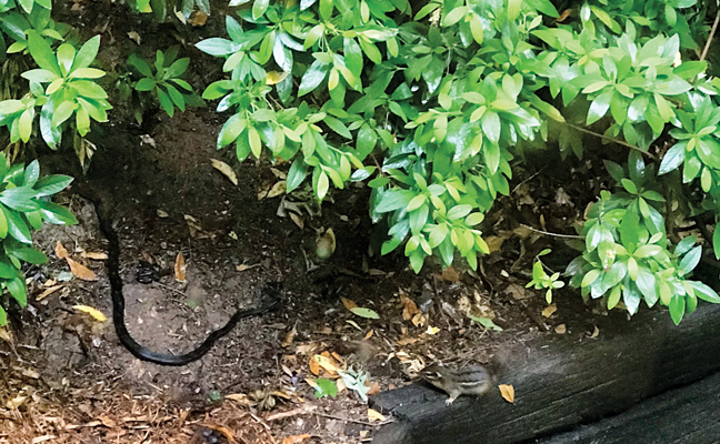 A chipmunk on the wood beams stares down a snake under a bird feeder in the author’s backyard. PHOTO: JUDY BLACK, BCE