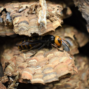 Asian-giant-hornet-300