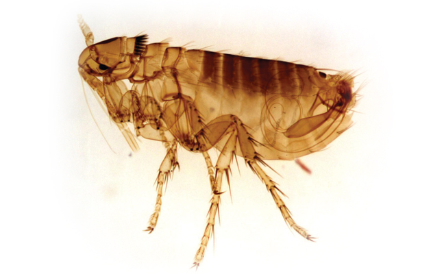 Photo: Centers for Disease Control and Prevention, National Center for Emerging and Zoonotic Infectious Diseases, Division of Vector-Borne Diseases