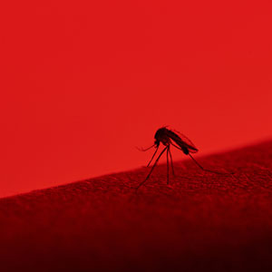 Photo: dimarik/iStock / Getty Images Plus/Getty Images