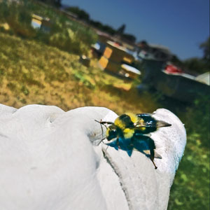 PHOTO: BEES KNEEDS