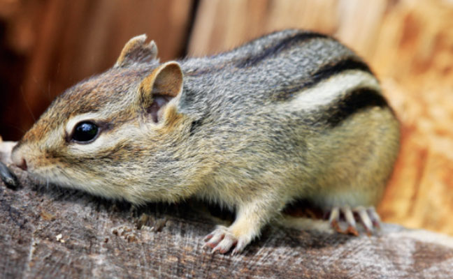 Photo: Steven Katovich, Bugwood.org 