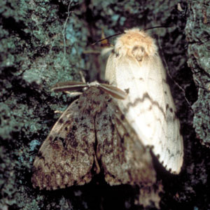 Photo: John Ghent, John Ghent, Bugwood.org