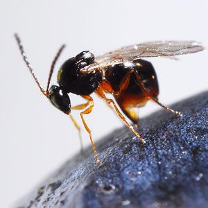 Photo: Dr. Kent Daane, University of California, Berekley.