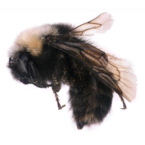 PHOTO: UNITED STATES DEPARTMENT OF AGRICULTURE