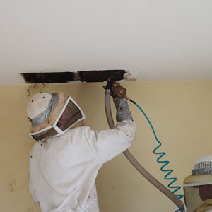 PHOTO: ROSE PEST SOLUTIONS