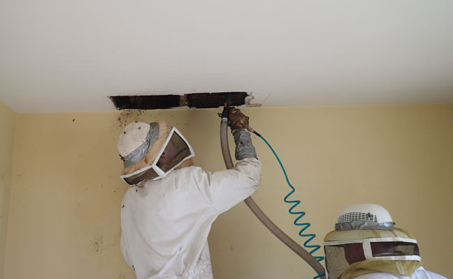 PHOTO: ROSE PEST SOLUTIONS