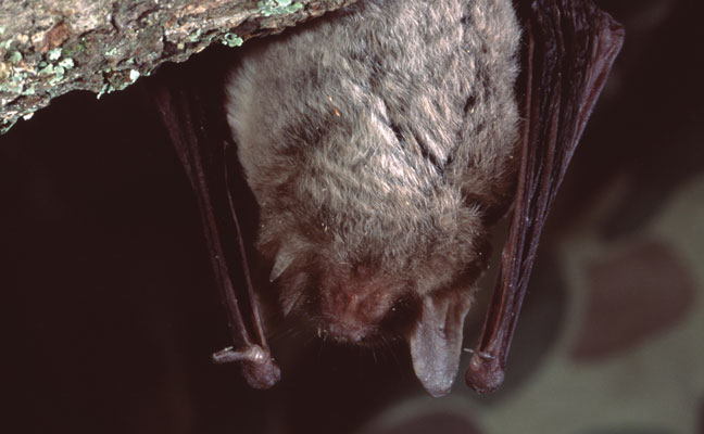 Photo: Weber/Royalty-free/Getty images