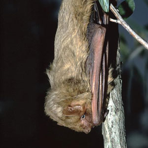 Photo: Weber/iStock / Getty Images Plus