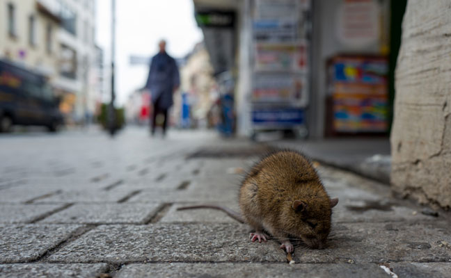 Photo: Pierre Aden/iStock / Getty Images Plus/Getty Images