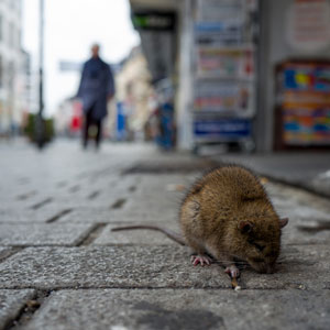 Photo: Pierre Aden/iStock / Getty Images Plus/Getty Images