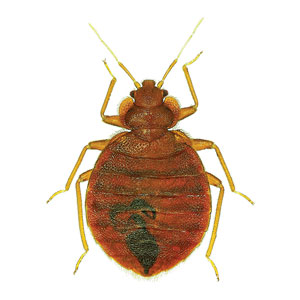 Photo: ©istock.com/marcouliana