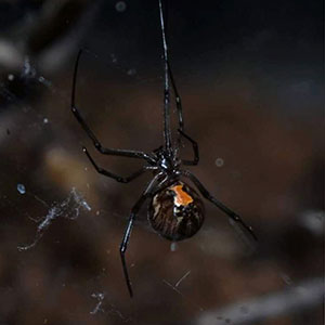 CREDIT: LOUIS COTICCHIO