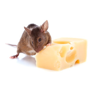 Photo: cynoclub/iStock / Getty Images Plus/Getty Images