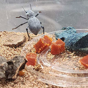 PHOTO: FRANKLIN PEST SOLUTIONS