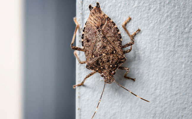 Photo: Petra Richli/iStock / Getty Images Plus/Getty Images