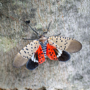 Photo: arlutz73/iStock / Getty Images Plus