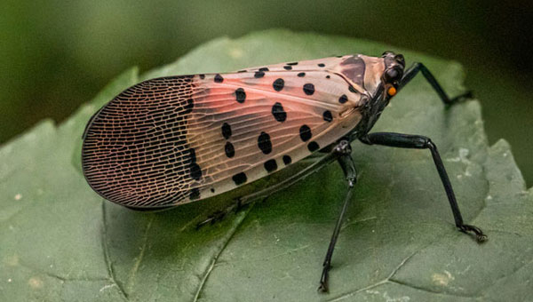 Photo: Cwieders/iStock / Getty Images Plus/ Getty Images