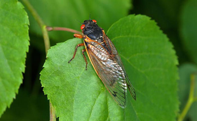 PHOTO: Peggy Greb, USDA-ARS, public domain image