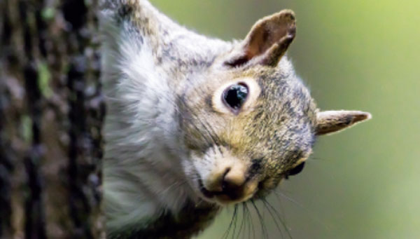 PHOTO: RT-Images/iStock / Getty Images Plus/Getty Images