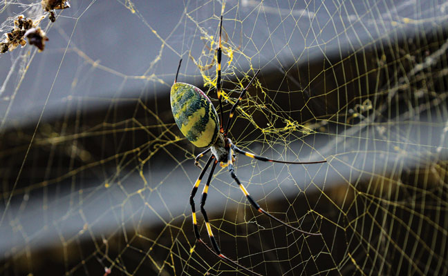 PHOTO: Steve Haddock / iStock / Getty Images Plus / Getty ImageS