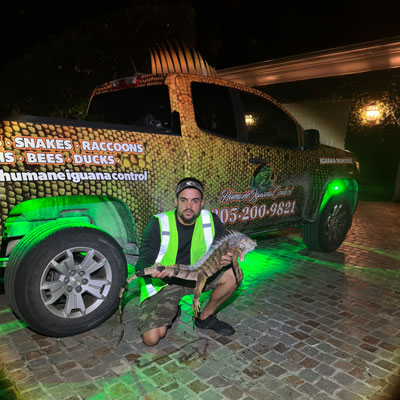 PHOTO: HUMANE IGUANA CONTROL
