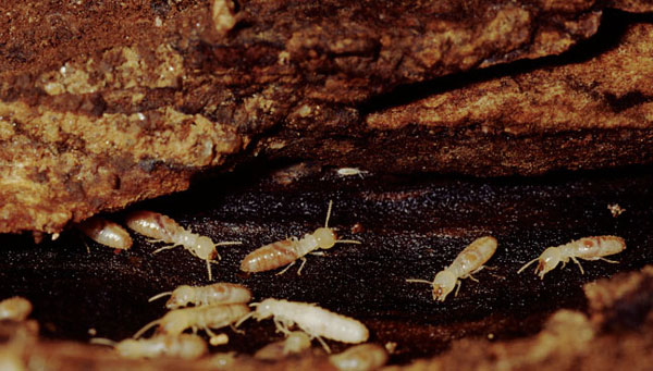 Photo: Weber / iStock / Getty Images Plus / Getty Images