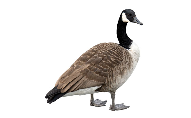 Getty Images: LordRunar / E+