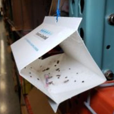 IMAGE: INSECTS LIMITED