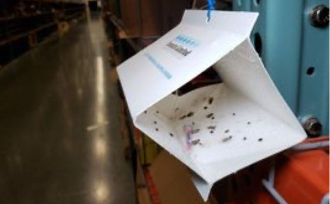 IMAGE: INSECTS LIMITED