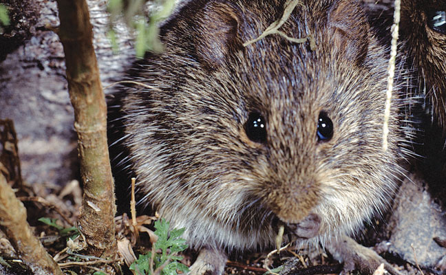 Photo: Weber / iStock / Getty Images Plus / Getty Images