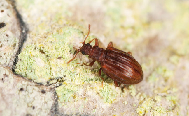 Stephostethus lardarius is one of many minute brown scavenger beetle species in Latridiidae. Photo: Henrik_L / iStock / Getty Images Plus / Getty Images