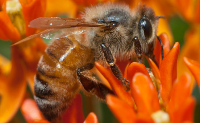 PHOTO: © GENE WHITE