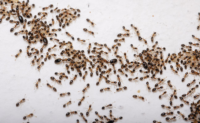 PHOTO: Vinicius R. Souza/Shutterstock.com