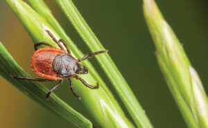 Photo: Risto0 / iStock / Getty Images Plus / Getty Images