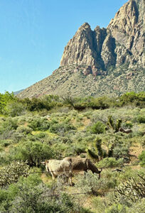 The goats didn't seem to mind the tour group. PHOTO: PMP STAFF