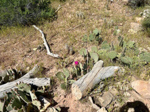 A cactus flower in bloom. PHOTO: PMP STAFF