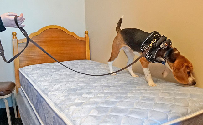 Baxter Beagle excels in her role as a bed bug inspection dog for Adam's Pest Control, Medina, Minn. PHOTO: ADAM'S PEST CONTROL