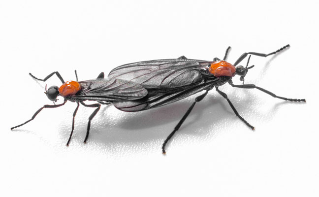 A pair of love bugs, awwww. PHOTO: CHASE D'ANIMULLS/ISTOCK / GETTY IMAGES PLUS/GETTY IMAGES