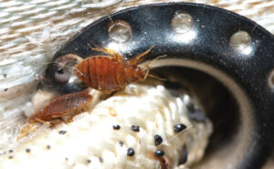 Two bed bugs crawl around a grommet for a mattress handle. Look closely among their feces, and you’ll see a couple of translucent bed bug eggs, too. Photo: © Gene White