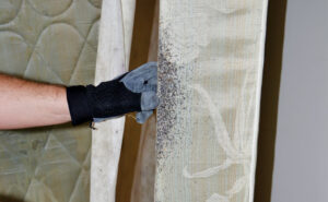 Mattresses and box springs are the most common harborage areas for bed bugs, but are far from the only ones. Make sure to inspect furniture, drapes, luggage, picture frames and more. Photo: © Gene White