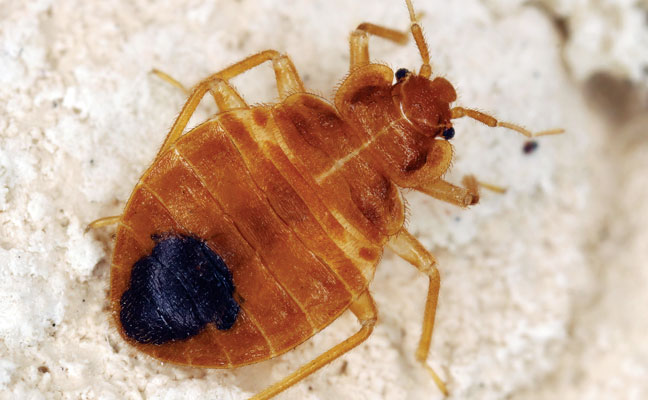Per the National Pest Management Association, bed bugs “can ingest seven times their own weight in blood, which would be the equivalent of an average-sized male drinking 120 gallons of liquid.”  (Photo: Tomasz Klejdysz / iStock / Getty Images Plus / Getty Images)