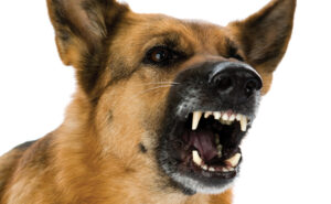 Photo: pederk / iStock / Getty Images Plus / Getty Images