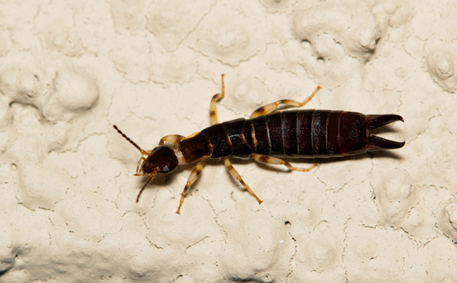 RInglegged earwig (Euborellia annulipes). PHOTO: BRETT_HONDOW / ISTOCK / GETTY IMAGES PLUS / GETTY IMAGES