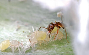 An Argentine ant (Linepithema humile) raids a nest of dead baby ghost spiders (Anyphaenidae) in a leaf.(Photo: Heather Broccard-Bell / iStock / Getty Images Plus)