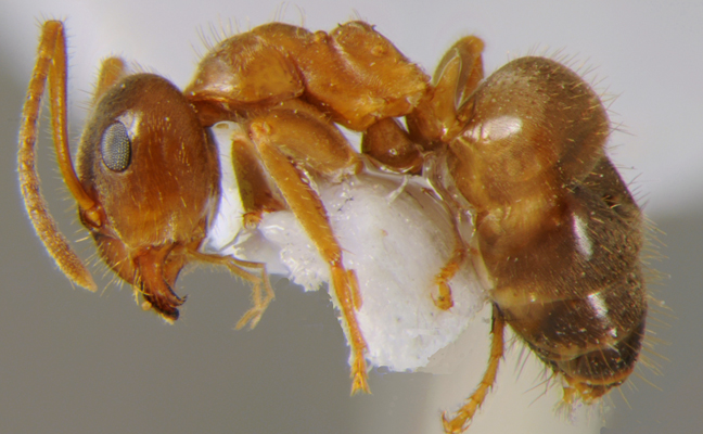 ManhattAnts are fast walkers with good vision, which researchers theorize helps them navigate smooth stone and concrete habitats in urban areas. (Photo: Donat Agosti, Specimen: CFH000014, from www.antweb.org)