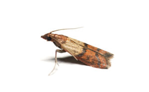 Stored product pests. (PHOTO: TILEN JOSAR/ ISTOCK / GETTY IMAGES PLUS / GETTY IMAGES)