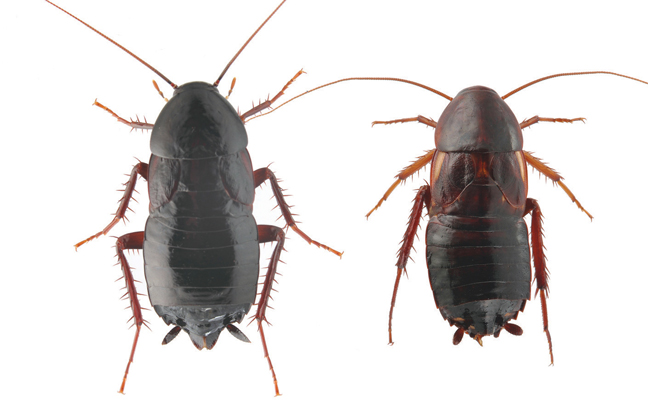 A female oriental cockroach, left, and a female Turkestan cockroach. (Photo: Mark VanderWerp)