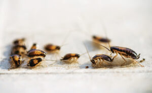 Photo: Dmitriydanilov / iStock / Getty Images Plus / Getty Images